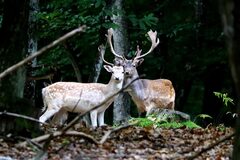 Galerie photo Le Brâme du cerf